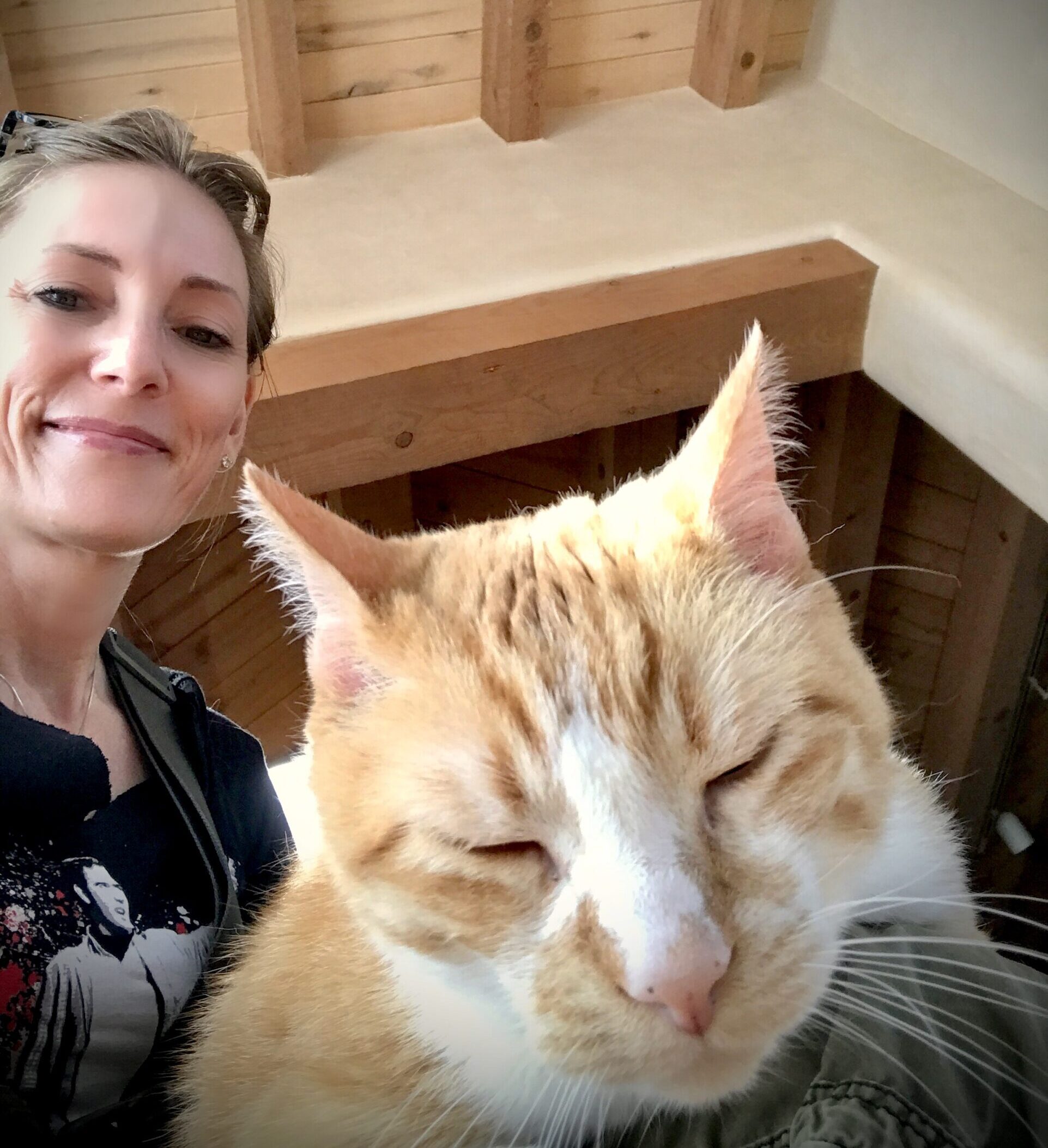 Bee with orange and white kitty sleeping on lap. A Purrfect Situation.