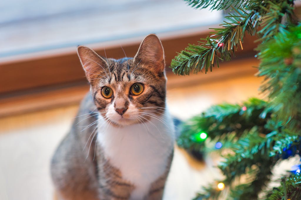 Brown Tabby Cat Beside Green Christmas Tree