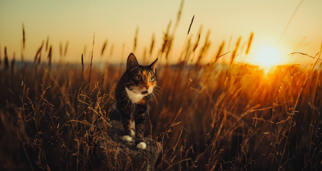 Cat on a Field During Sunset