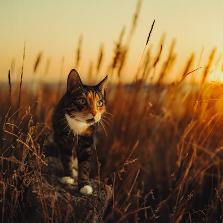 Cat on a Field During Sunset