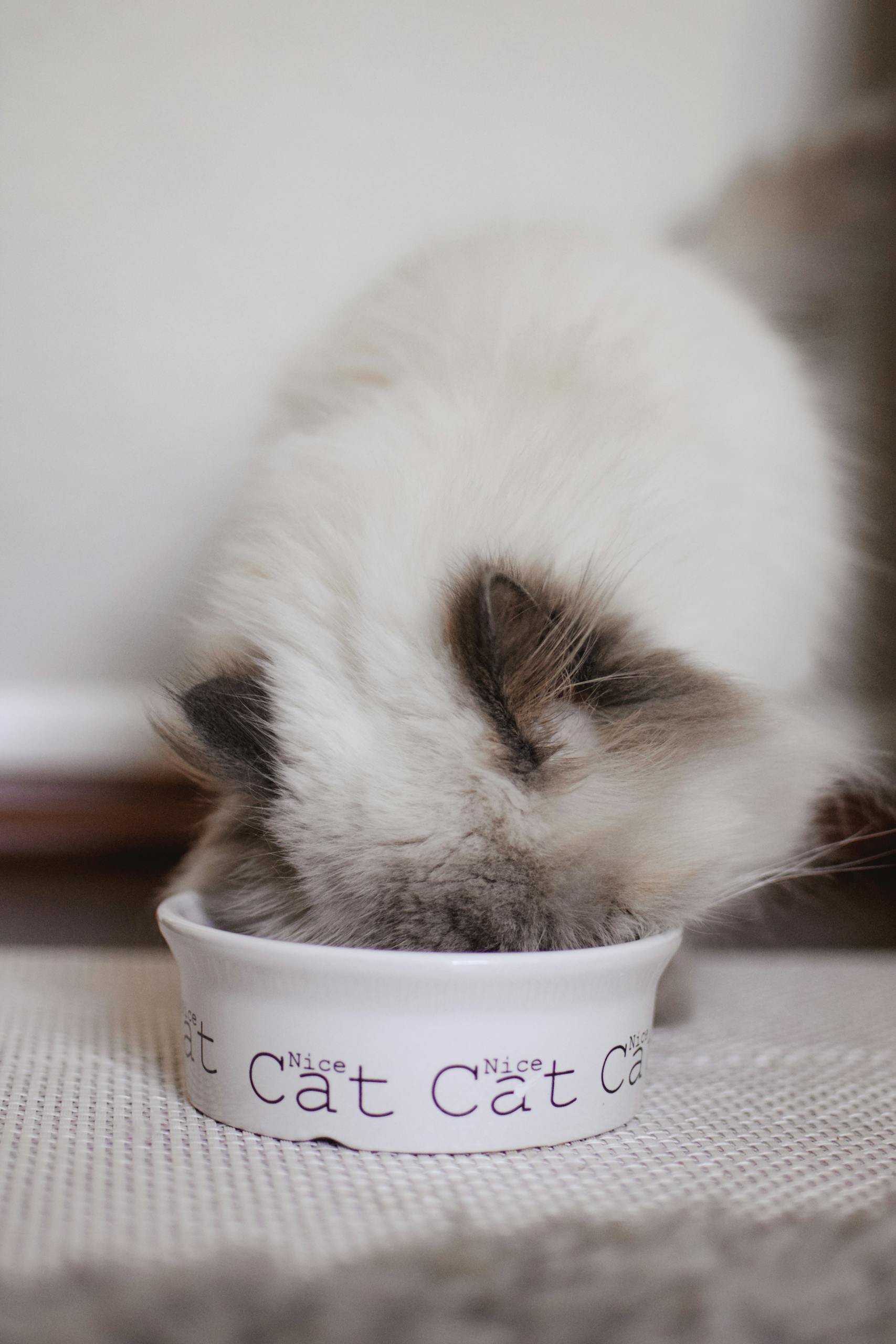 Close Up Shot of a Cat Eating