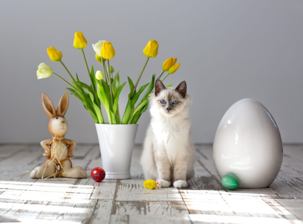 a Burmese cat sits between Easter decorations. APurrfectSituation.com