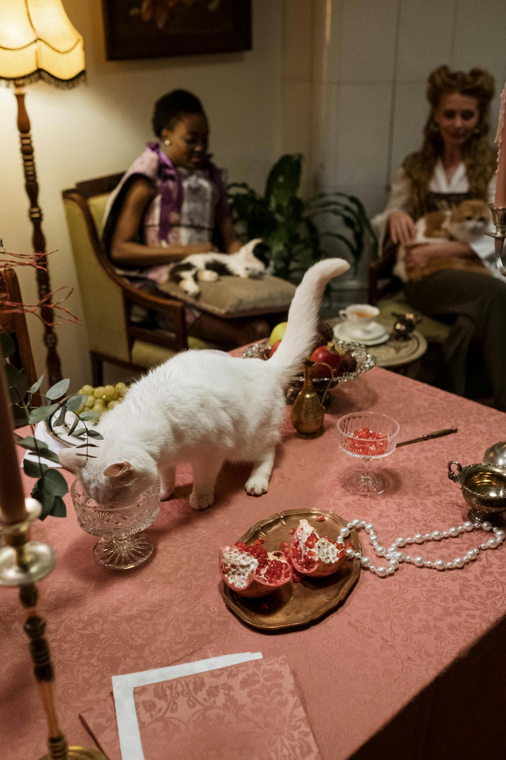 White Cat on holiday Table. A Purrfect Situation cat sitting in Santa Fe, NM.