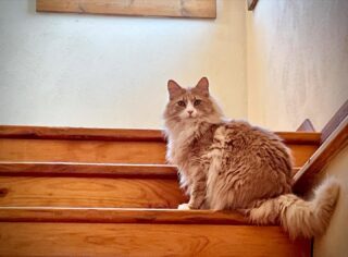 “Well, whatcha waiting for? Let’s go!” 😽😺
.
.
.
.
.
#santafepets #santafecatsitter #santafepetsitter #santafenewmexico #caturday #orangecats