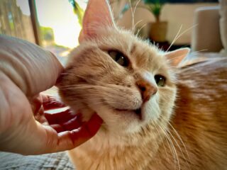 No feeling compares to when you win over the shy ones. 🥰🐾🎉
.
.
.
.
#shykitty #orangekitty #gingerkittysofinstagram #santafepetsitter #santafecatsitter #apurrfectsituation #santafenewmexico #caturdaycuties #caturday